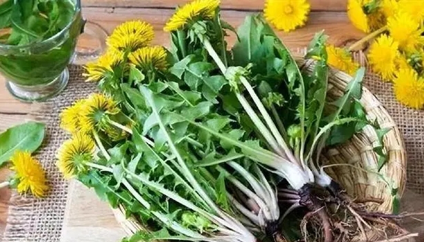 Apa owah-owahan sing sampeyan deleng ing awak nalika ngombe dandelions saben dina? Apa ekstrak dandelion bener kanggo anti kanker?