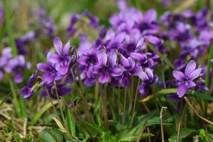 Apa fungsi ekstrak clover ungu?