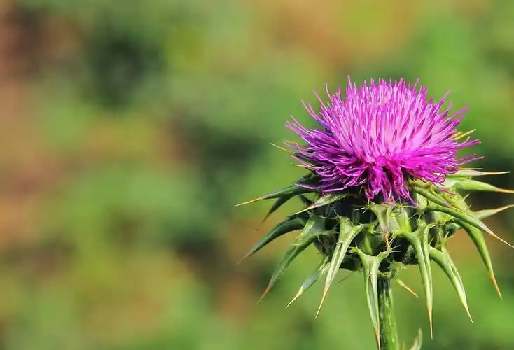 Apa penyakit sing bisa digunakake ing silya?
