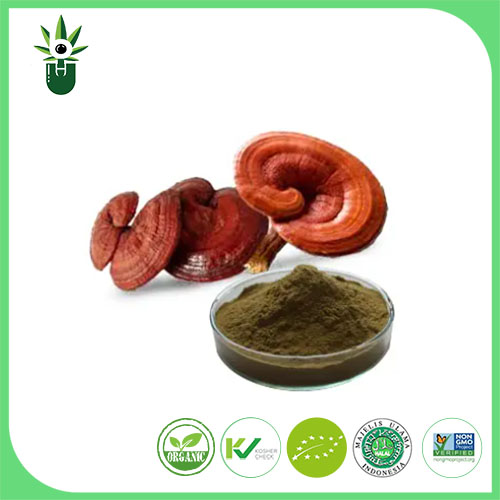 Ekstrak Ganoderma Lucidum