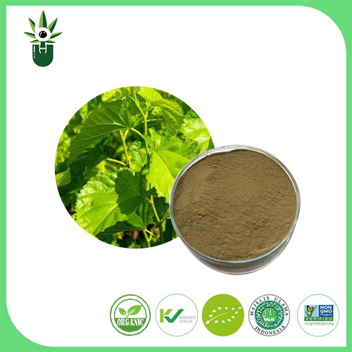 Ekstrak Daun Mulberry